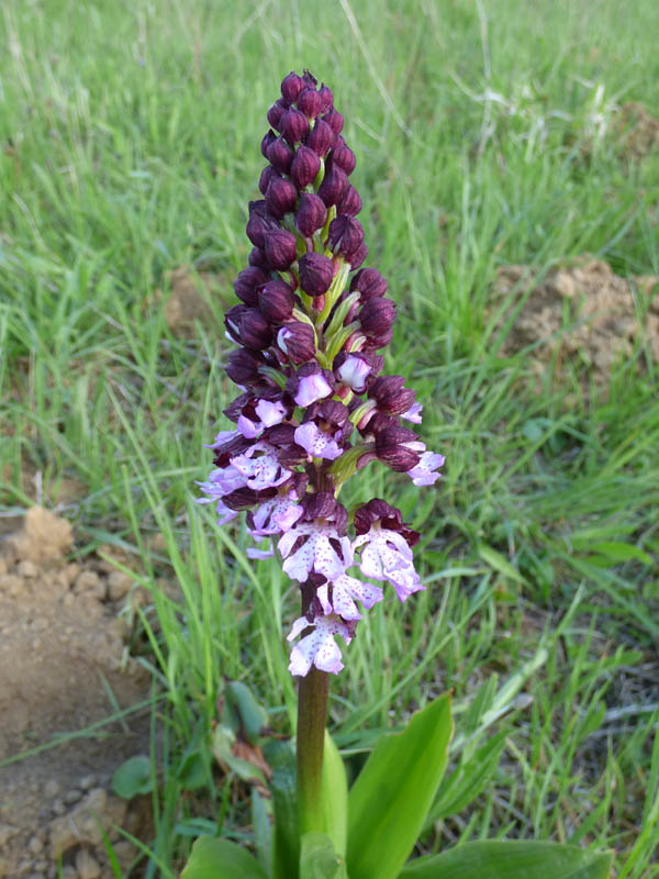 Orchis purpurea